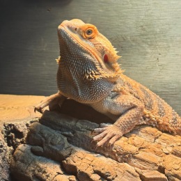 Hi, I’m Phoebe and I’m the problem! 🐉🙋🏼♀️
Meet the newest reptile at the property. When it comes to #wagwednesday we love to see all of our resident’s pets! 
She likes to lay in the sun & stare you down. 
#beardeddragonsofinstagram 
#plazamidwood 
#luxurylifestyle Instagram post from @midwoodstation on March 21, 2024 15:46:53pm